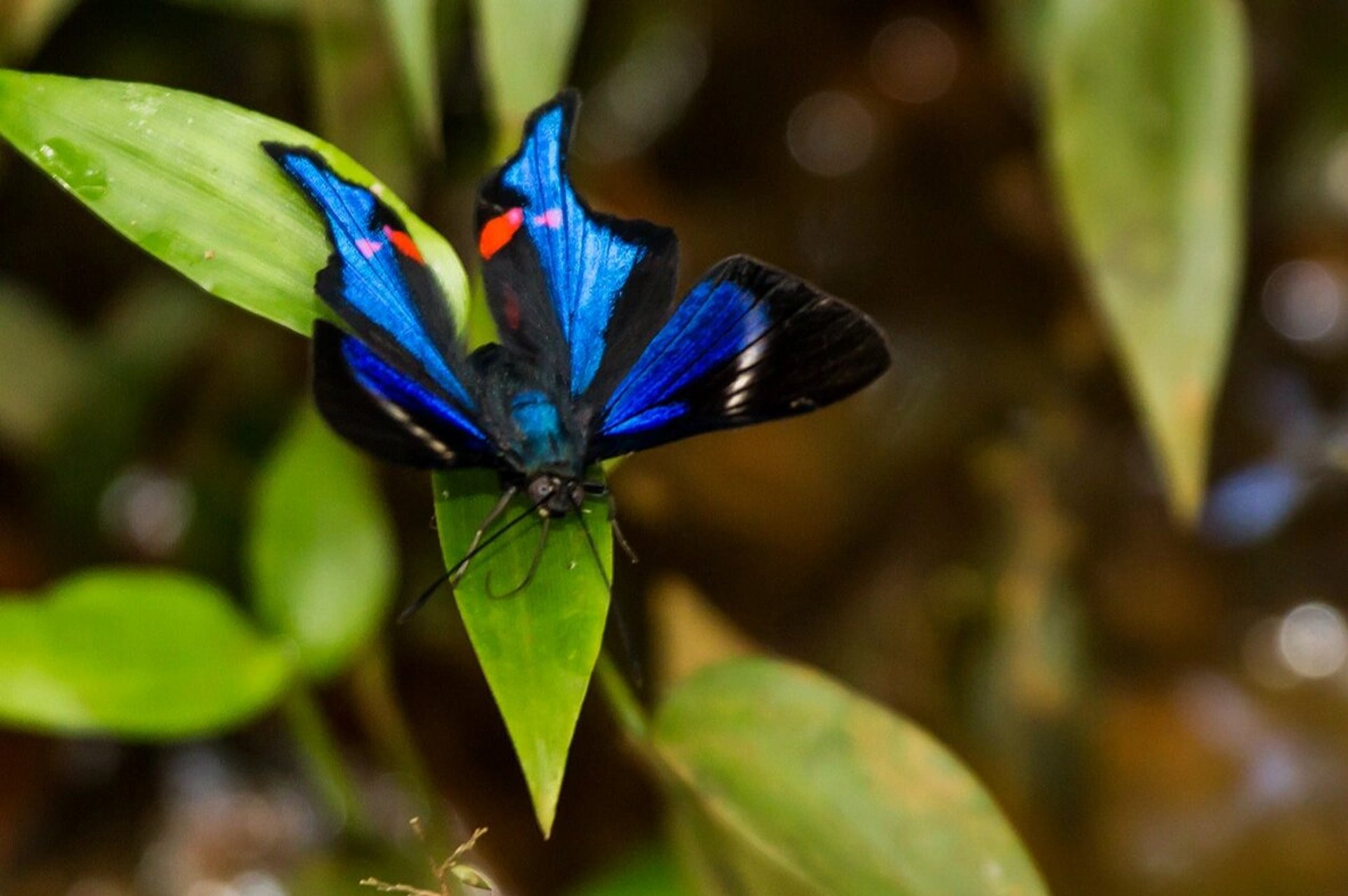 白条松蚬蝶 rhetus periander 分布在中美洲,南美洲.