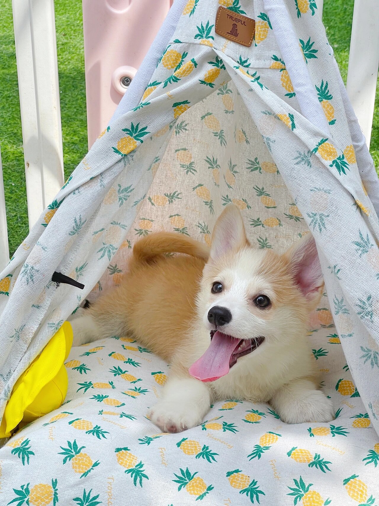 拥有一只有尾巴的柯基小天使