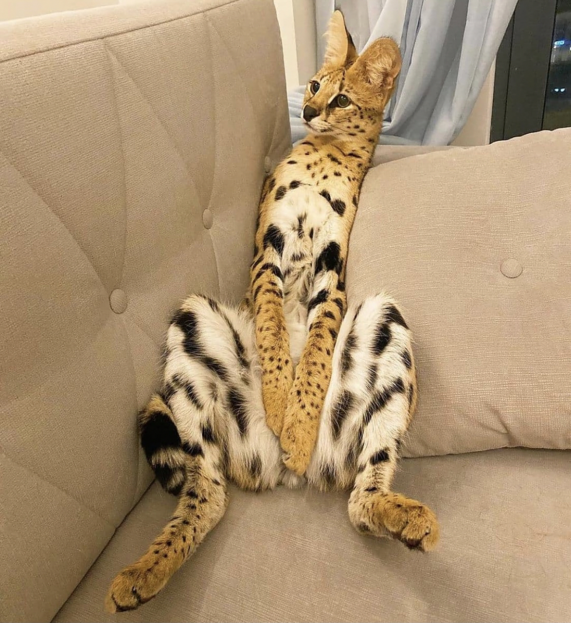 世界上最帅气的猫|堪称猫中吴彦祖 中文名:热带草原猫 英文名