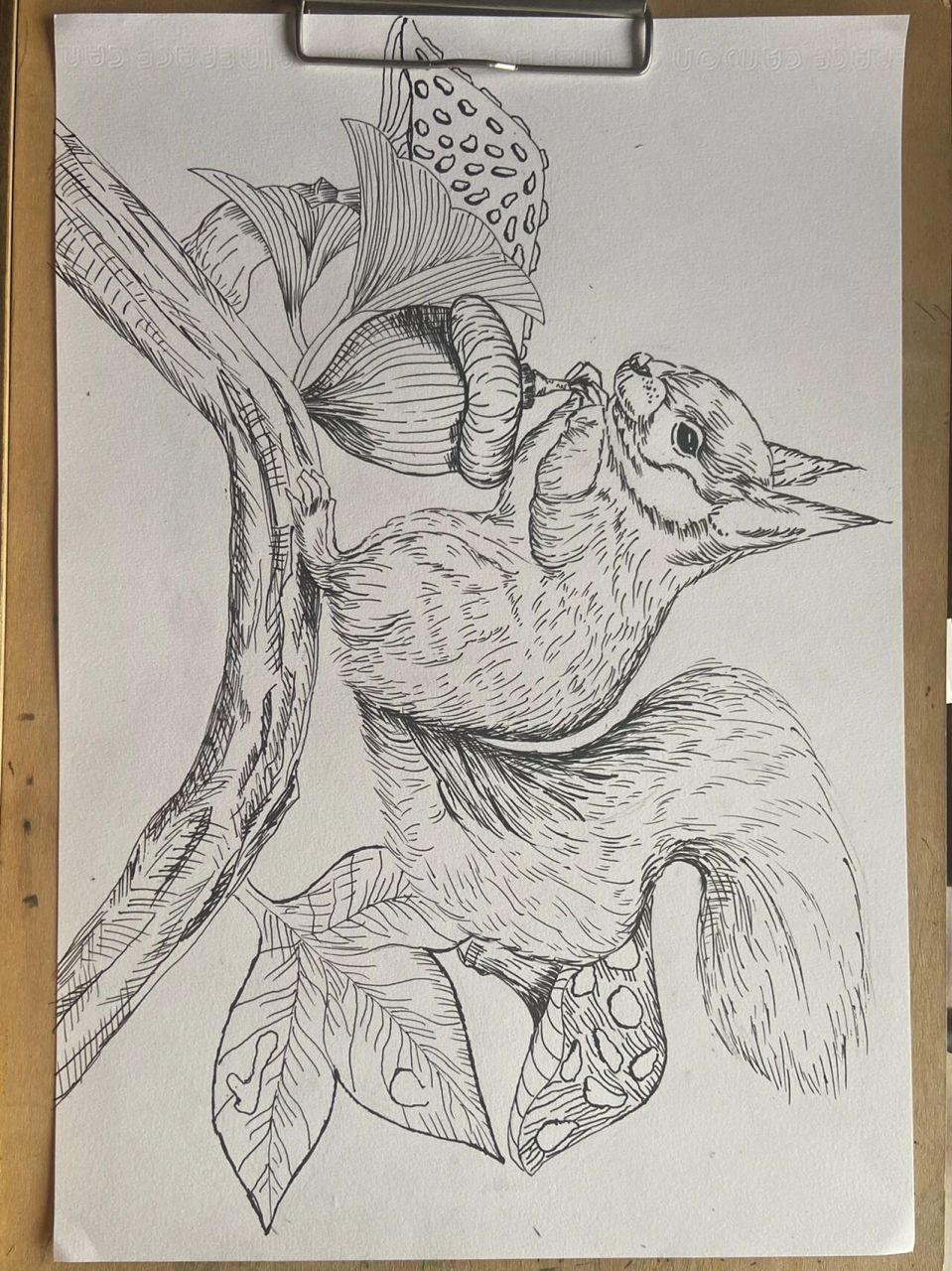 松鼠银杏枫叶线描彩铅创意美术 94银杏快黄了93天平山枫叶估计也