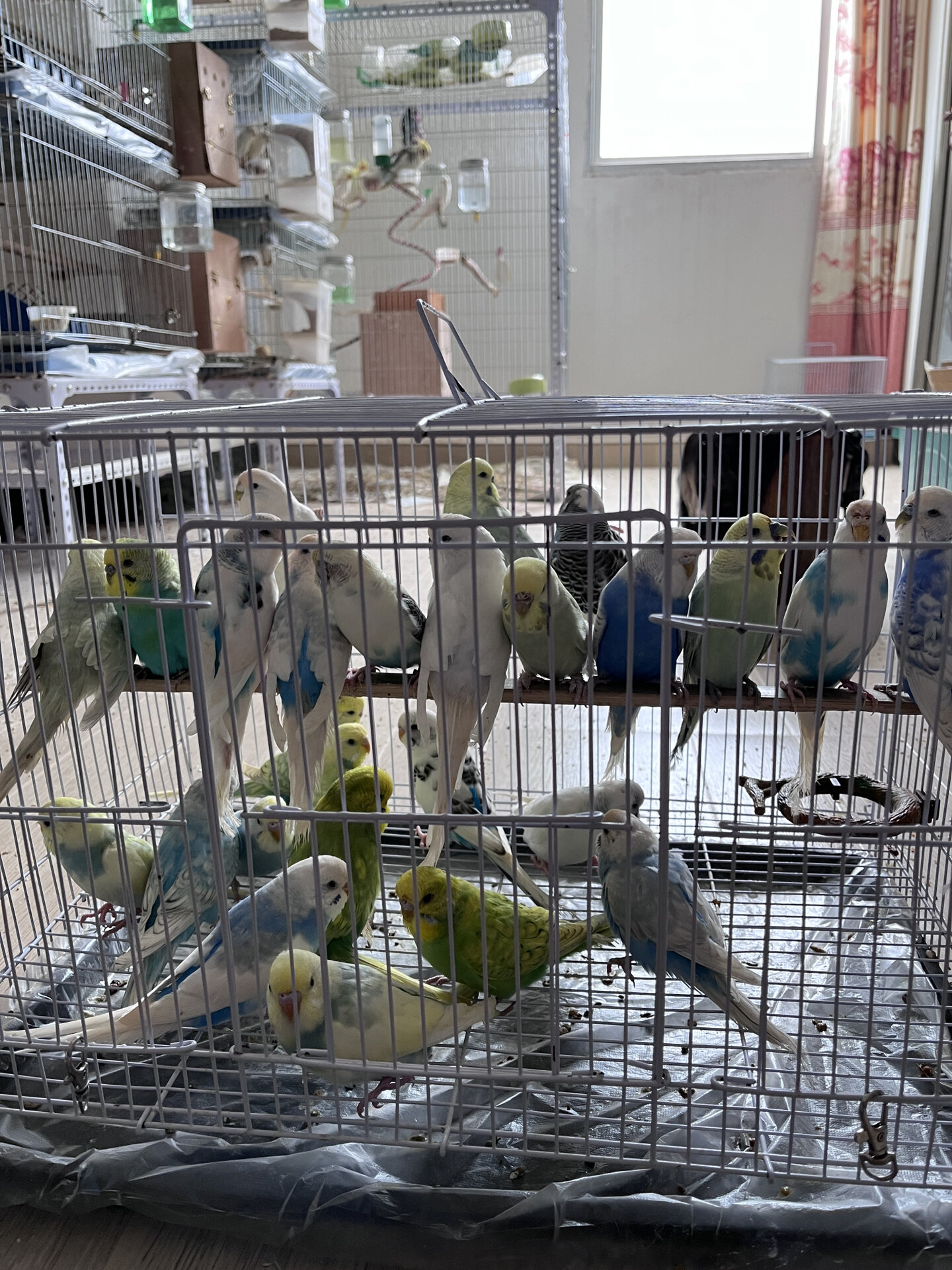 五颜六色的大头虎皮鹦鹉 虎皮鹦鹉