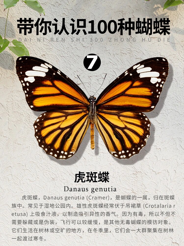 带你认识100种蝴蝶——7/100【虎斑蝶】  -科属:蛱蝶科斑蝶属 -简介