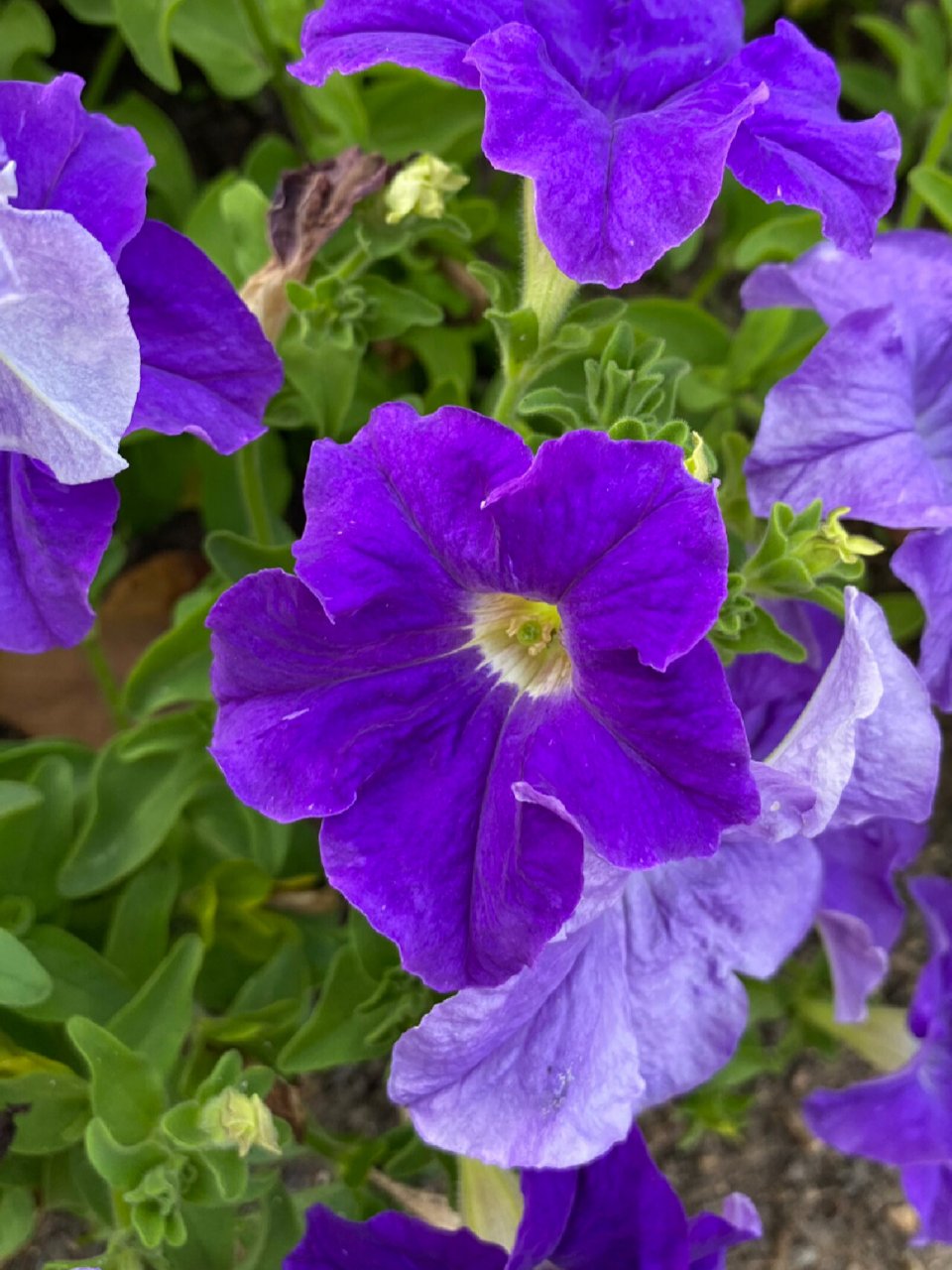 紫色矮牵牛花 碧冬茄属(学名:petunia)是一类原产于南美洲的草本植物