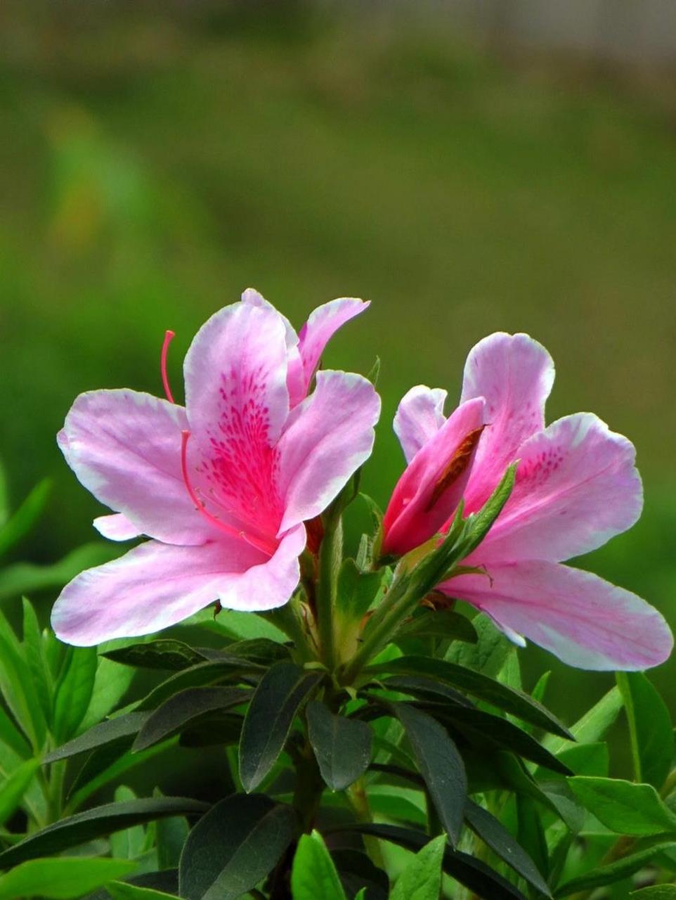 手绘植物/杜鹃花 *  在家久了,画画春天的红杜鹃,心情开朗起来.