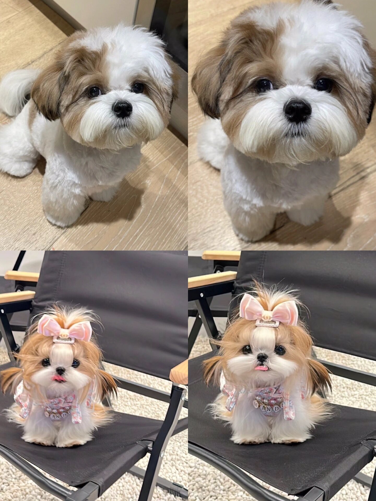 西施犬狗狗 1500一只