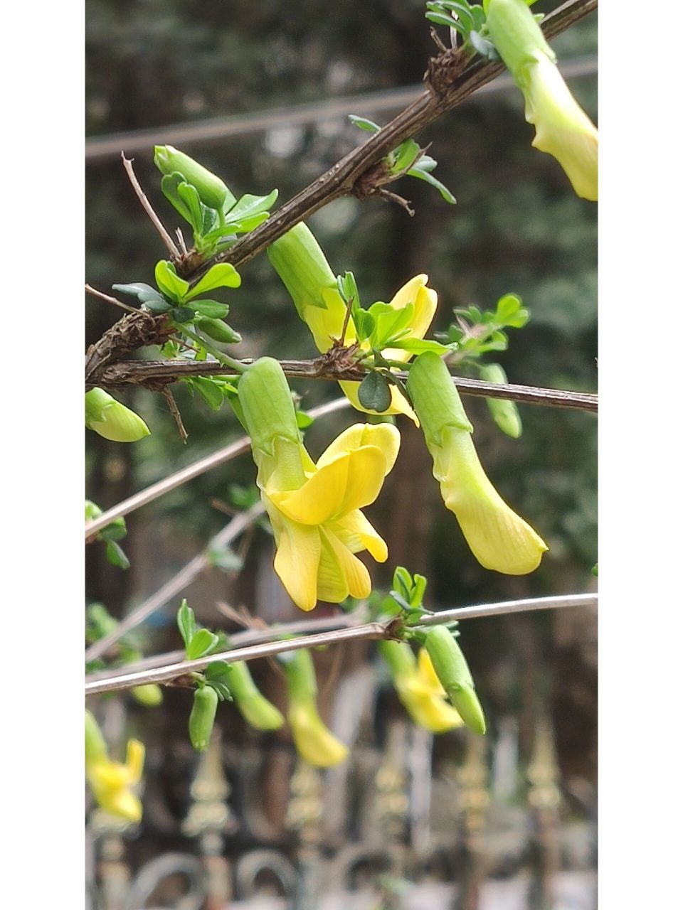 锦鸡儿 学名:锦鸡儿. 豆科,锦鸡儿属,落叶灌木. 江湖人称:金雀花.