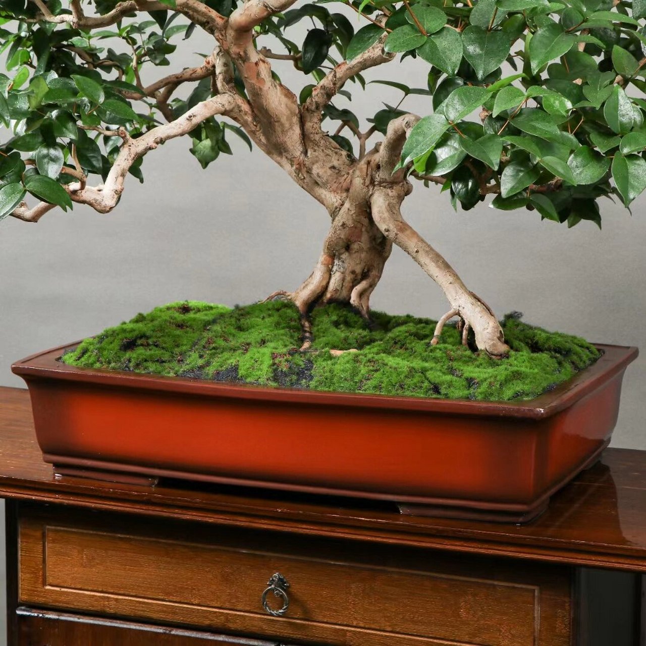 巴西红果 大满冠,原生老桩巴西红果盆景