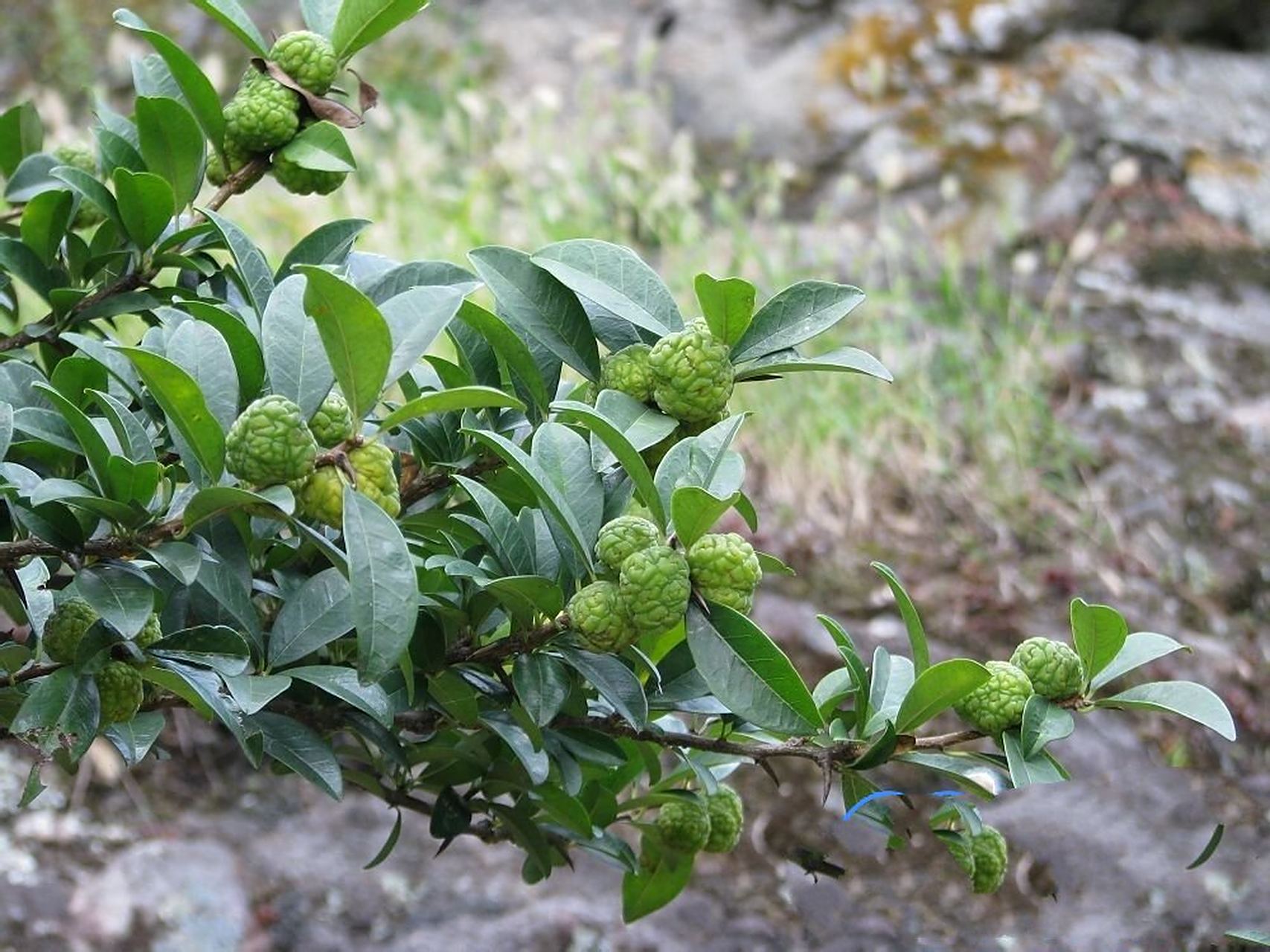 穿破石 【性味归经】性凉,味淡,微苦.归心经,肝经.