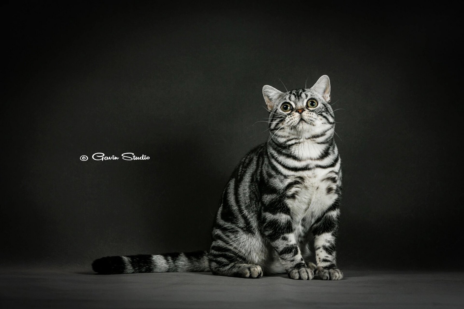 美短 最难繁育的品种 美国短毛猫 american shorthair 	 其实很多人会