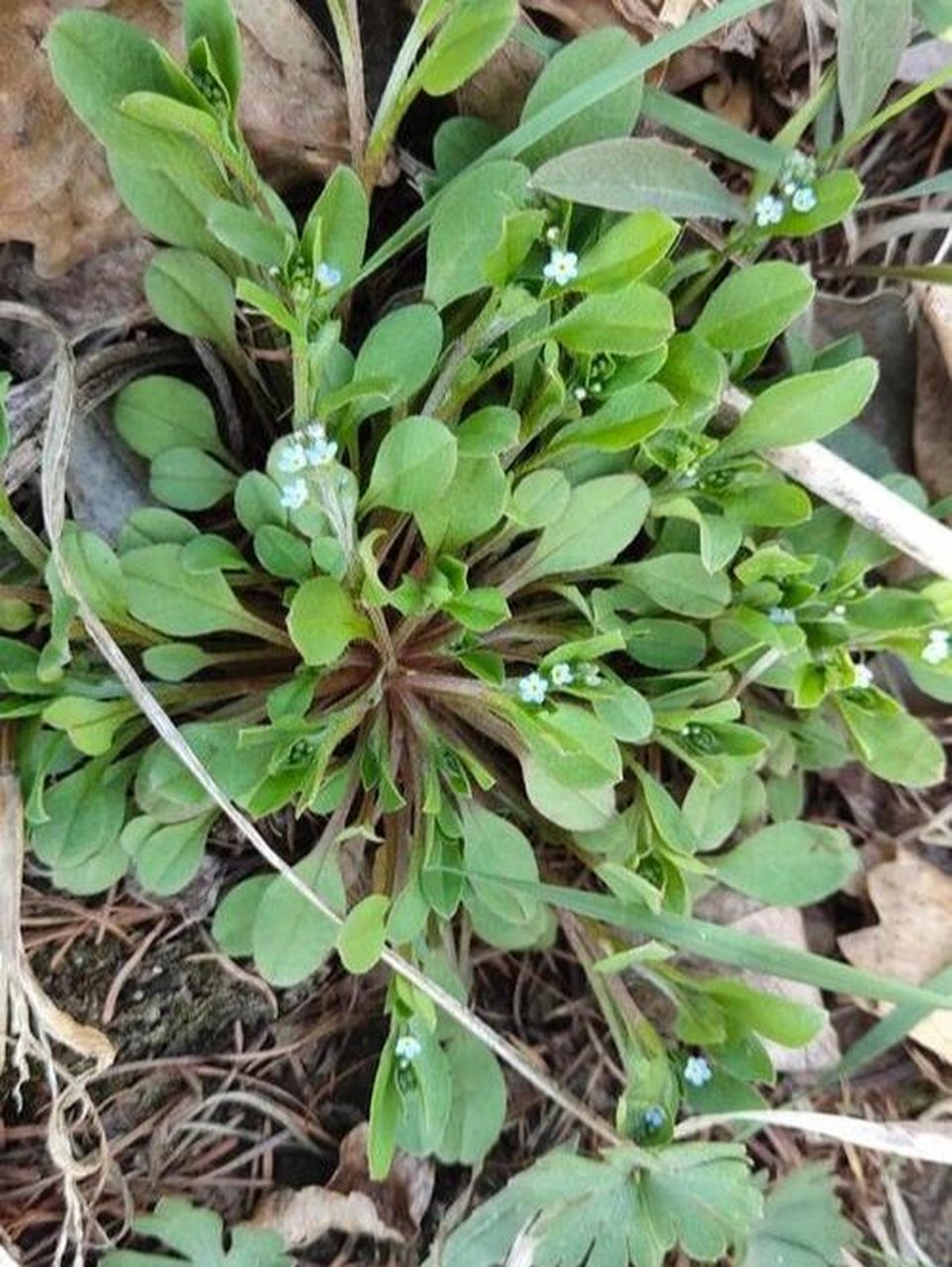 勿忘草和附地菜图片