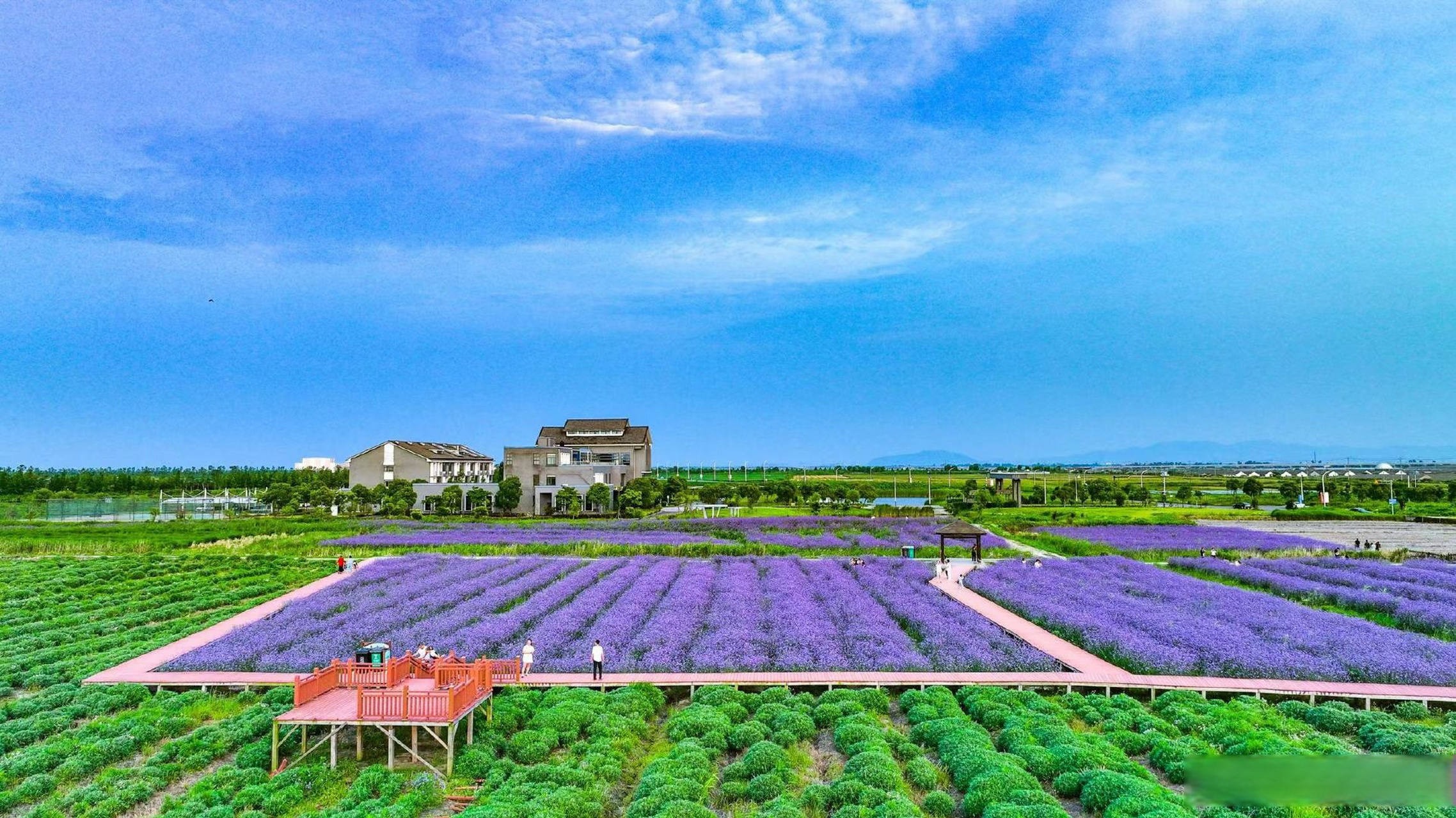 春末夏初之际,新慈湖数百亩花海延伸着无边的秀色,紫色的马鞭草,橙色