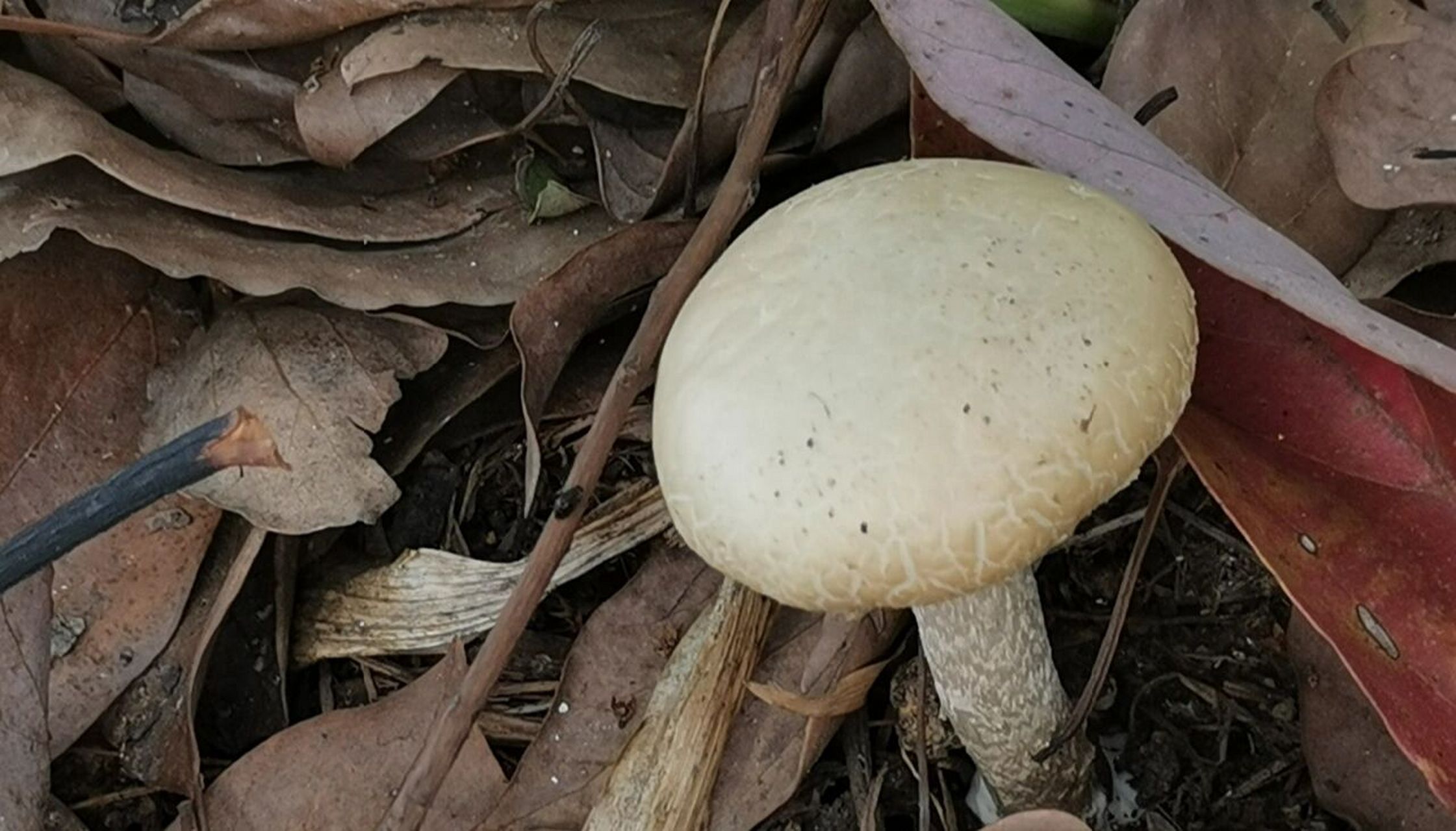 有没有宝认识这种蘑菇 香樟树林下长的 有一股蘑菇