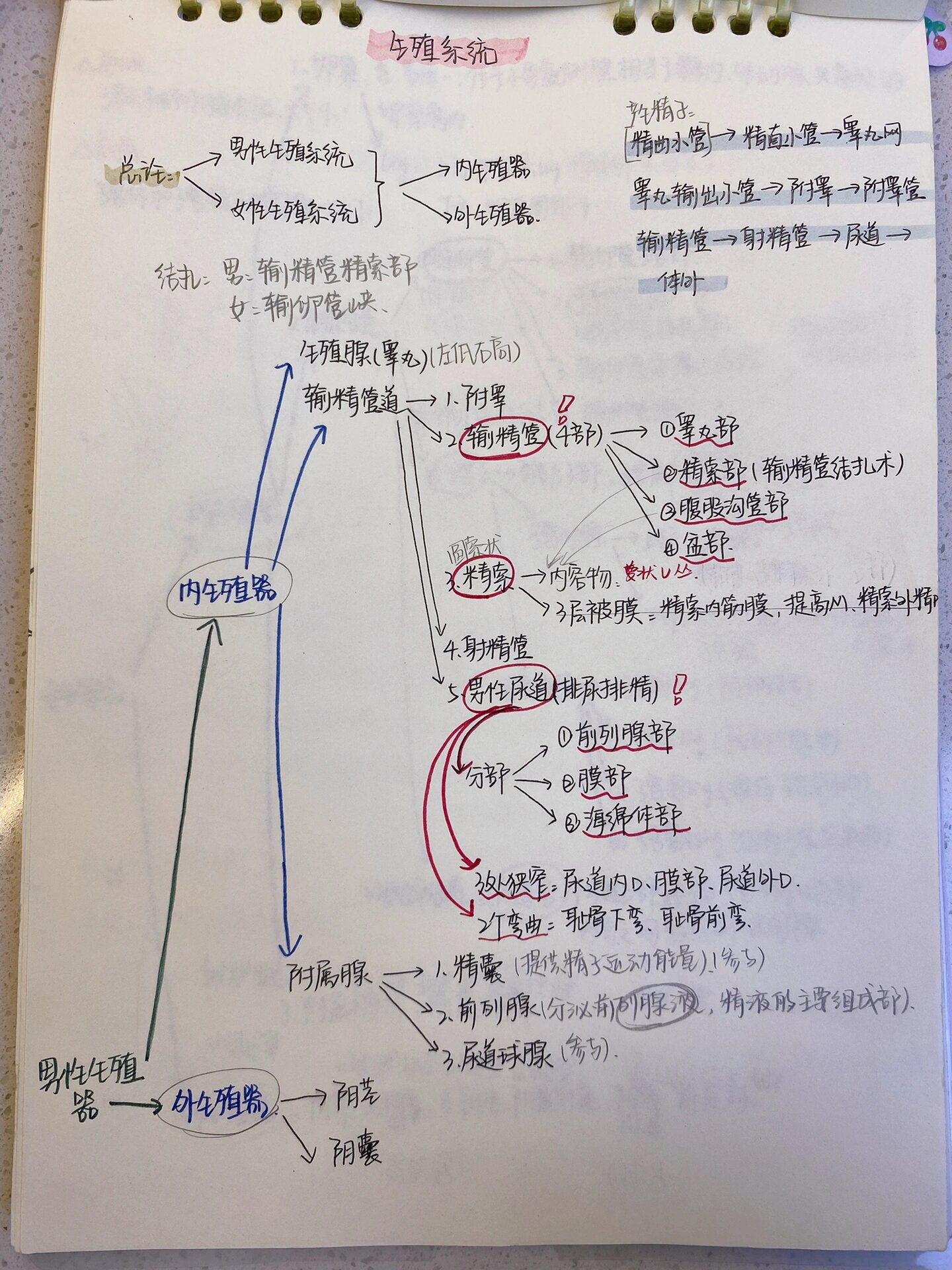 系解思维导图:⒎生殖系统 子宫记忆口诀: 成人子宫倒梨形,巧妙倒挂盆