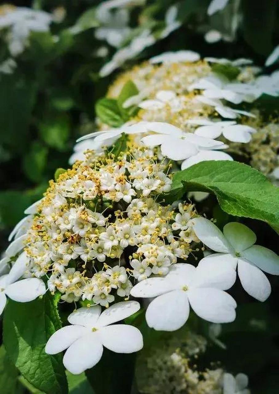 是最接近童话的季节 所有的花和叶都会幻化成仙 那衣袂飘飘的百花仙女