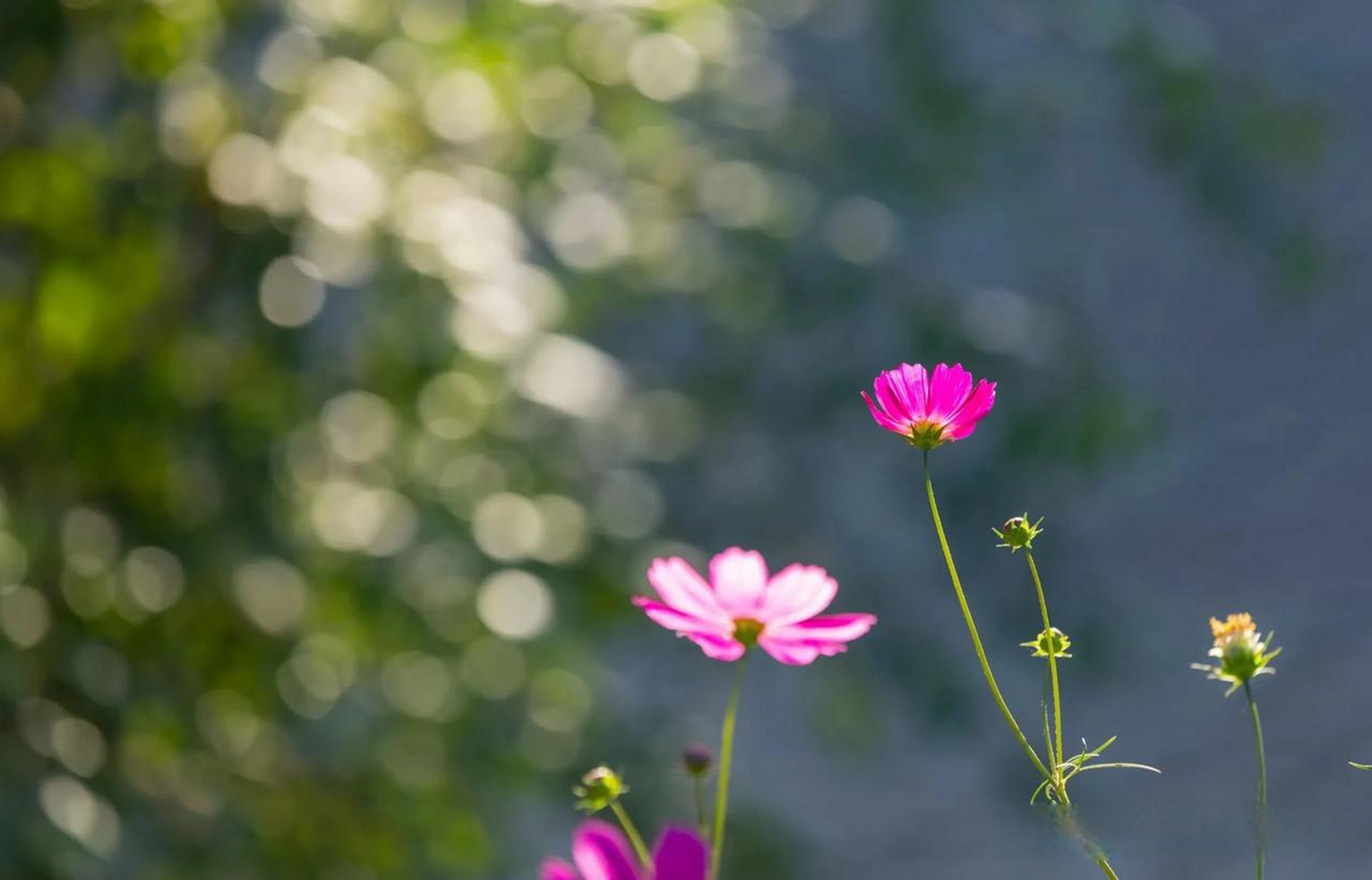 頭條花卉照片集 內地人叫掃帚梅,西藏叫格桑花.