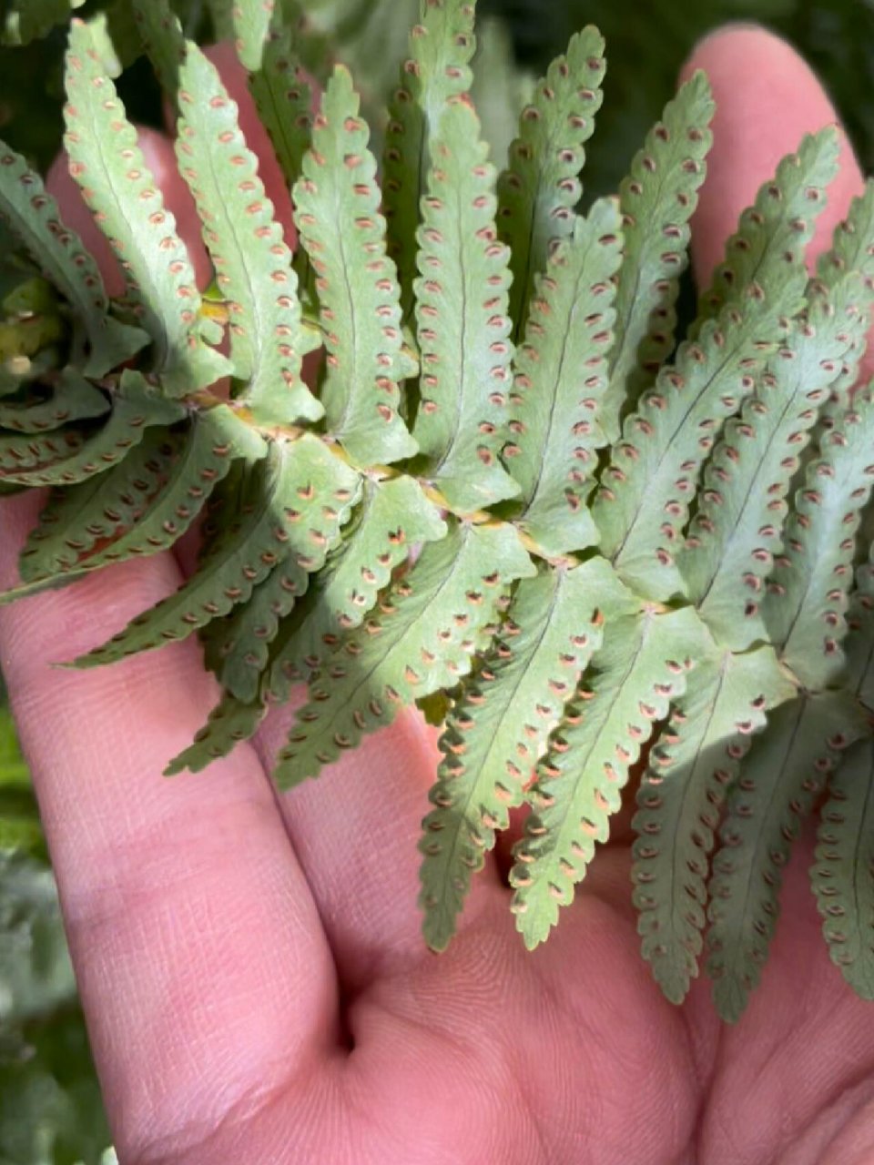 蕨类植物用孢子繁殖后代,因此也属于孢子植物,图上可以看见蕨类植物的