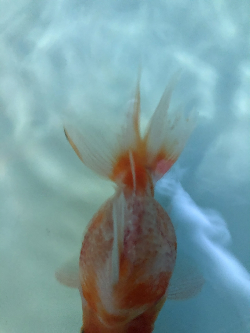 金鱼身上鳞片脱落 有红血丝和白色絮状物 鱼身上鳞片脱落 有红血丝和