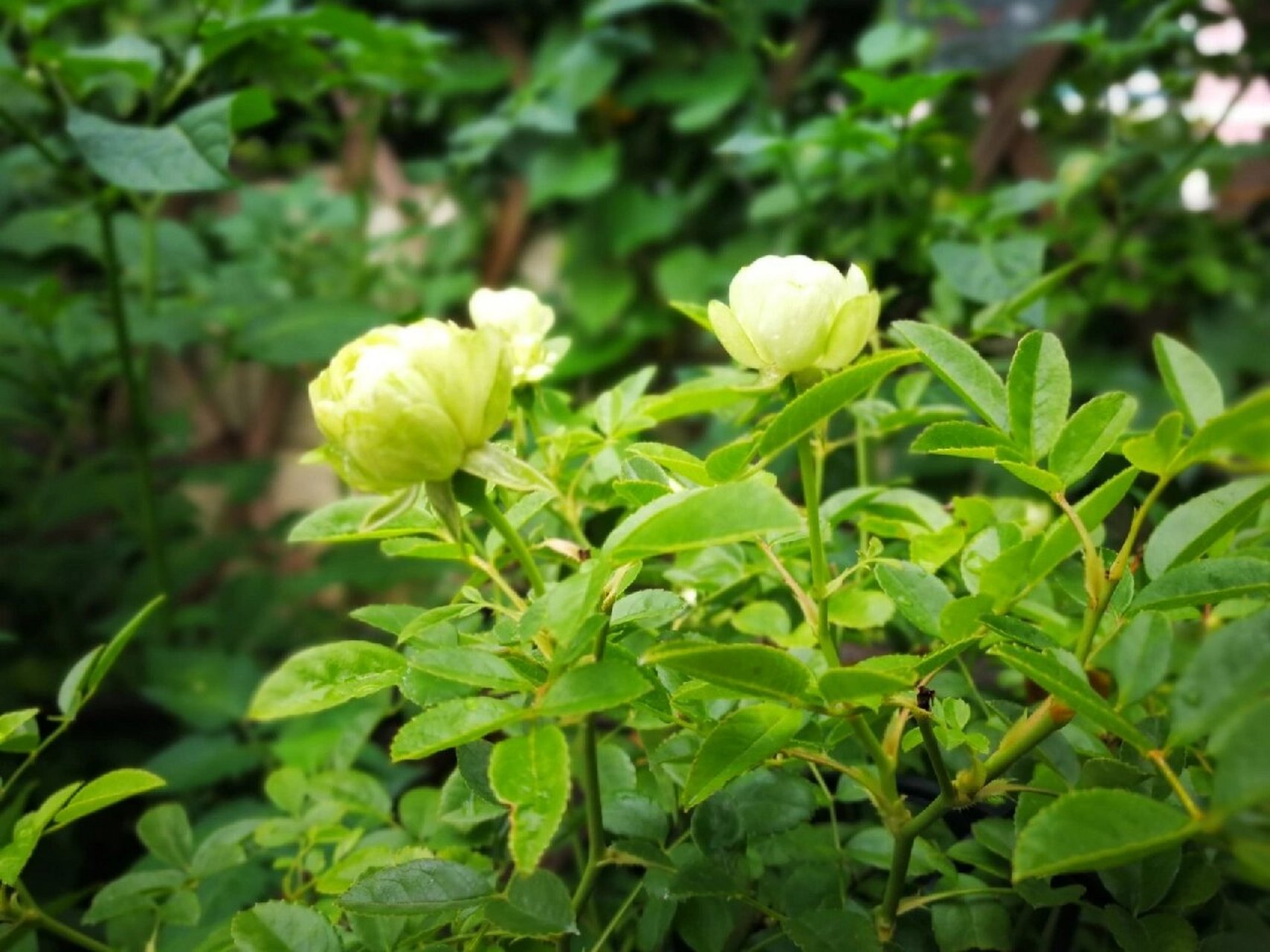 绿色的花花—独特的绿萼月季 96我一直少有花开绿色的花花,这棵"绿