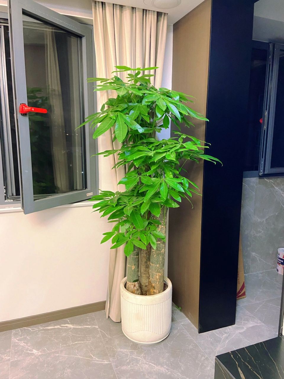 最适合室内摆放的花卉绿植 步步高发财树,搭配水泥花盆,简约大气,经久