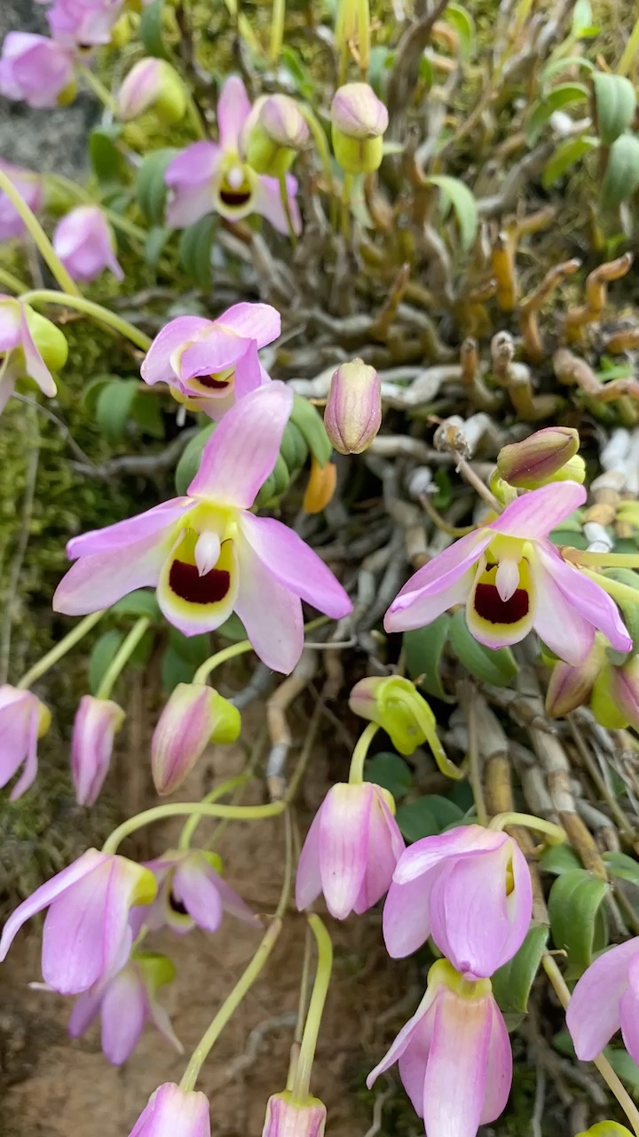 曲茎(金钗)石斛种源保育繁殖开发