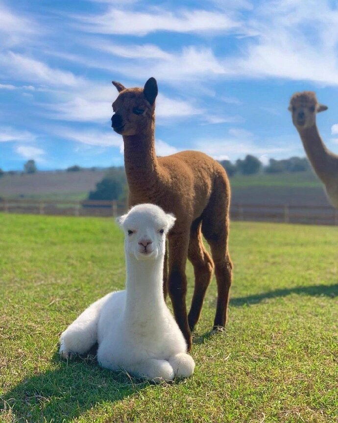 羊驼的别名也叫美洲驼,无峰驼,驼羊,草泥马