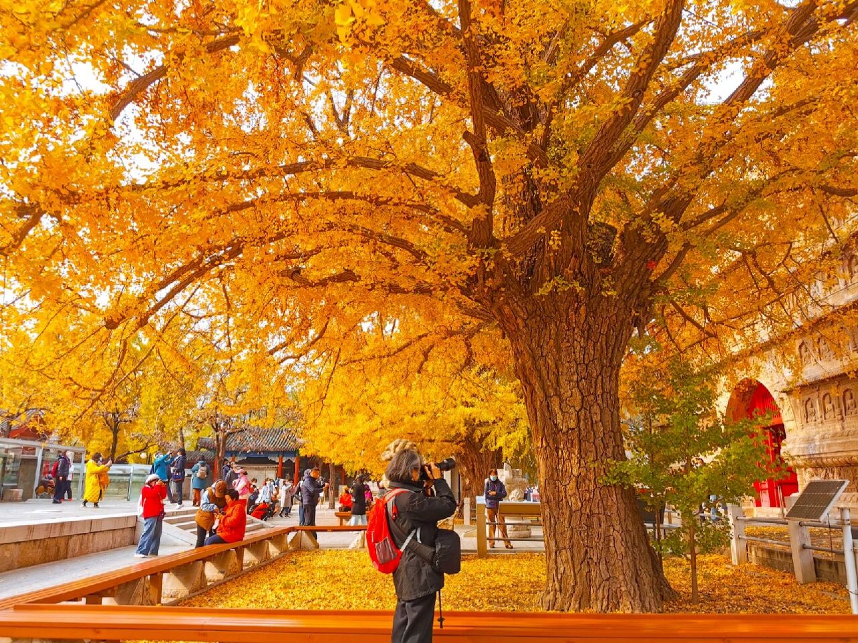 北京这里的风景爆表,六百岁参天银杏与古塔 在北京动物园边上有座五塔
