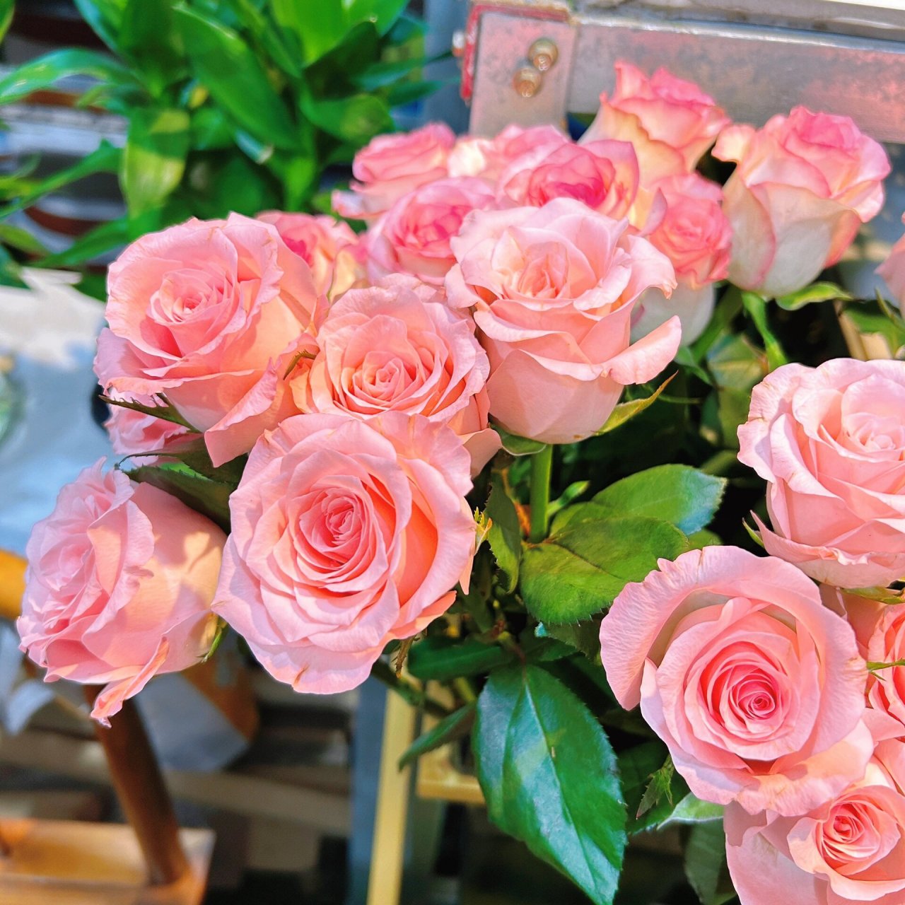 鲜花 94 朋友圈 背景图 壁纸 暖光下的粉玫瑰 闪着光78 盛开的