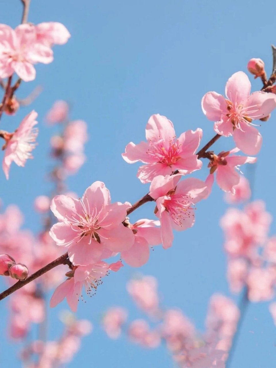 给大家分享一组旺桃花的头像.