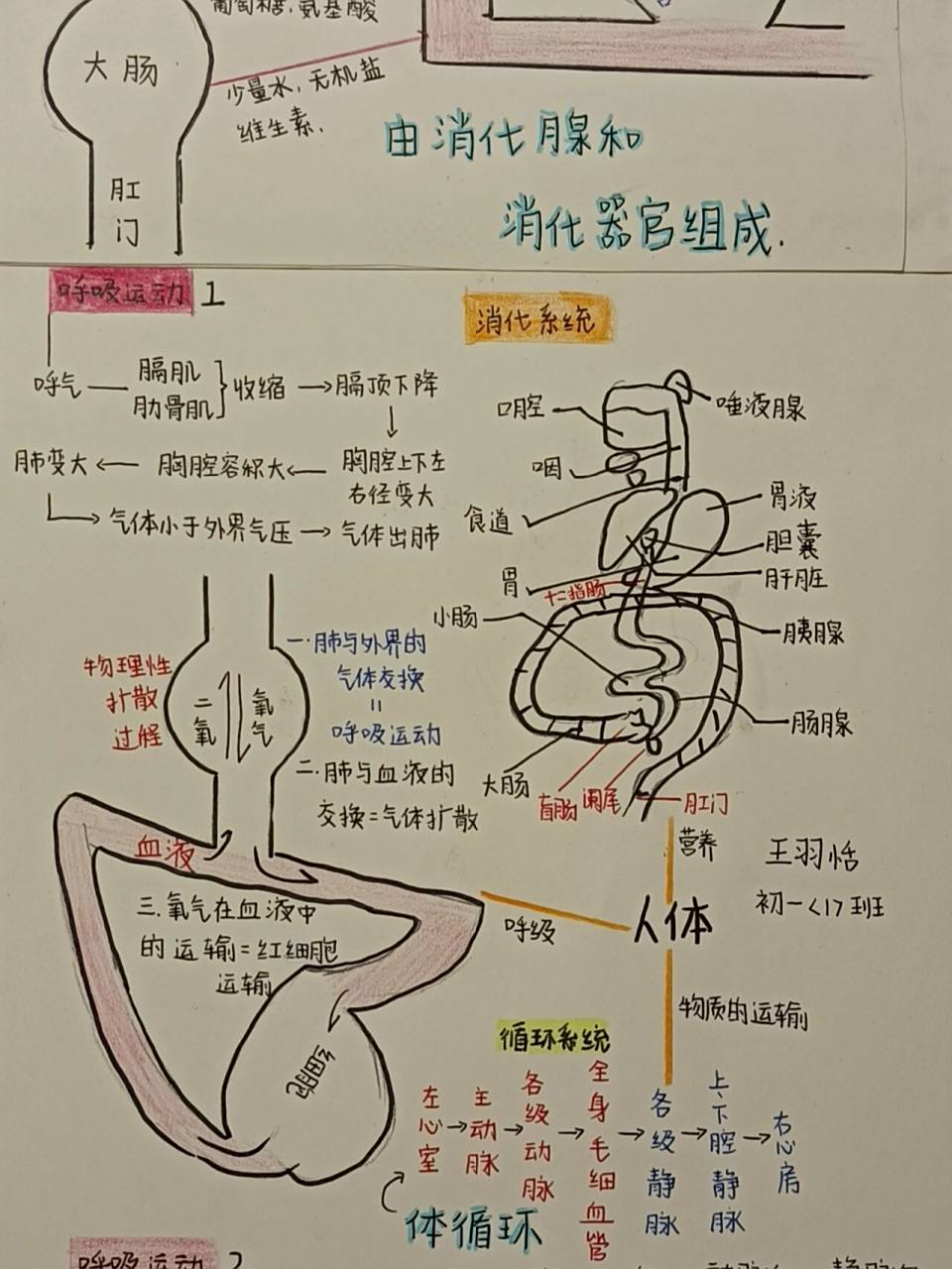 七年级下册第234章思维导图,包括了呼吸运动,循环系统和消化系统的