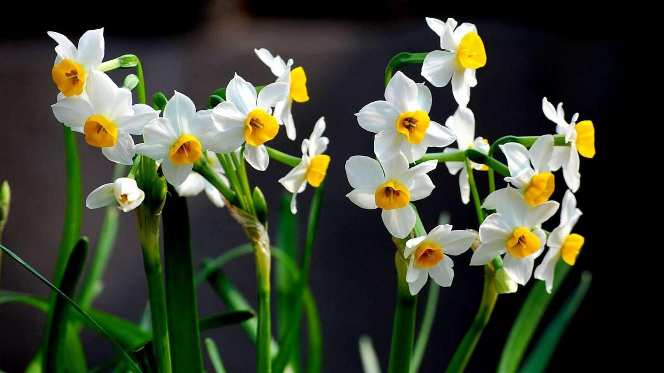 香调:花香调 气味:冷杉 松叶 薄荷 柑橘 小花茉莉 五月玫瑰 水仙