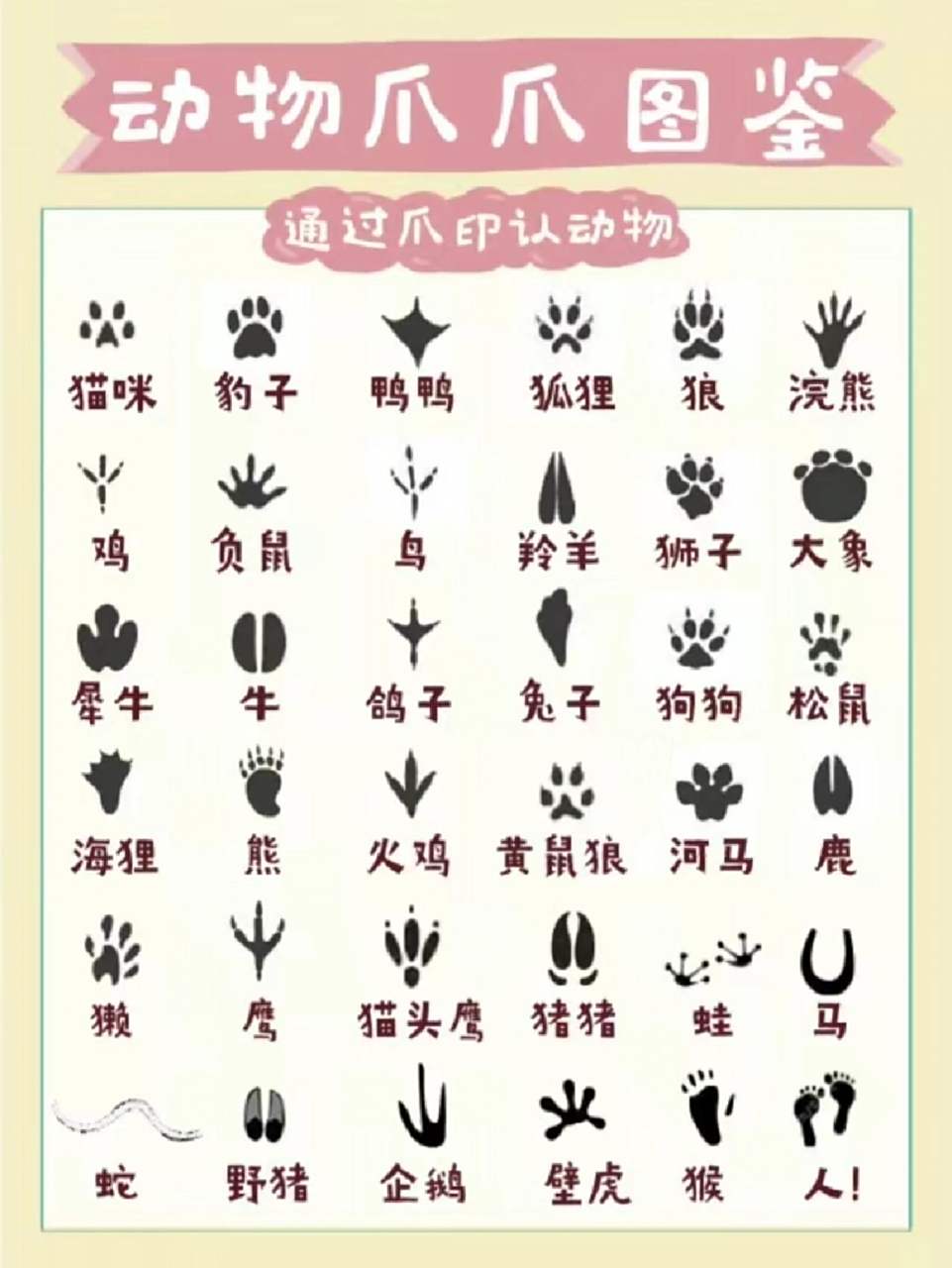 动物脚印图鉴