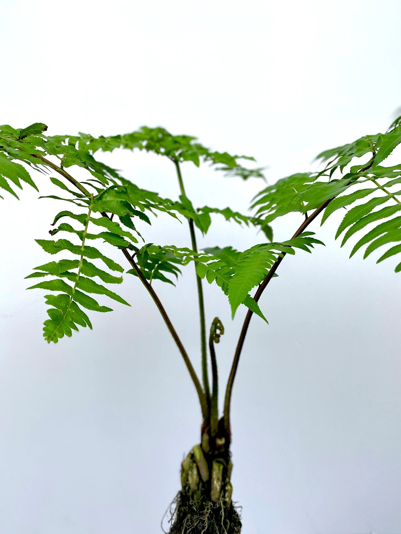 湖北活化石植物图片