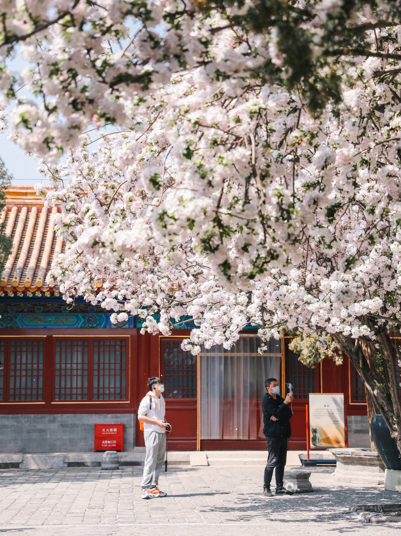 永寿宫海棠图片