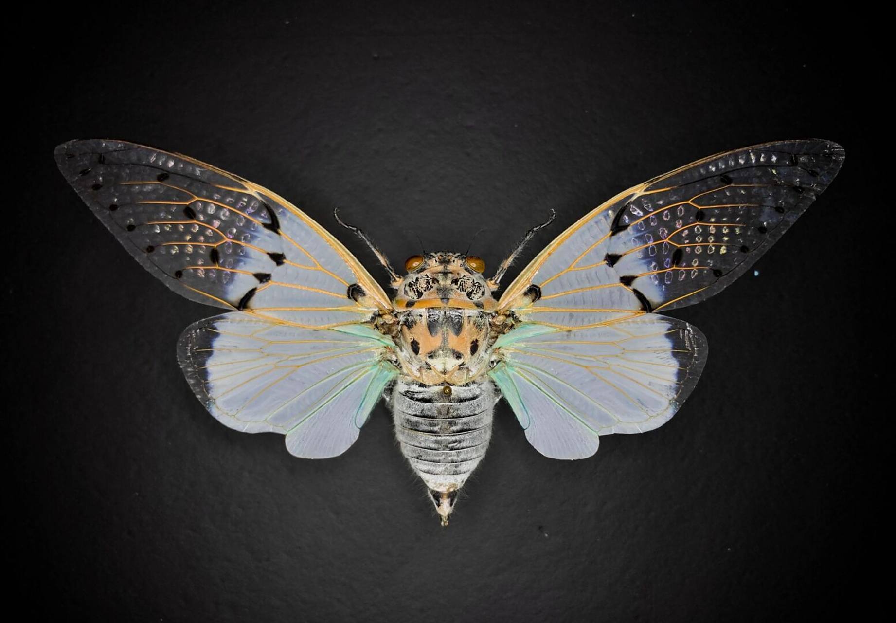 标本分享～白斑雪蝉 ayuthia spectabile distant, 1919 马来西亚产