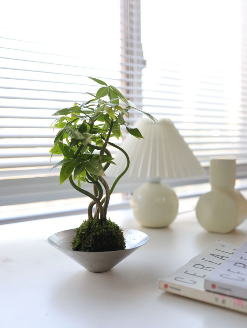 桌面招财小盆栽 | 原生发财树苔藓球微景观 相信很多人看到过店铺里大