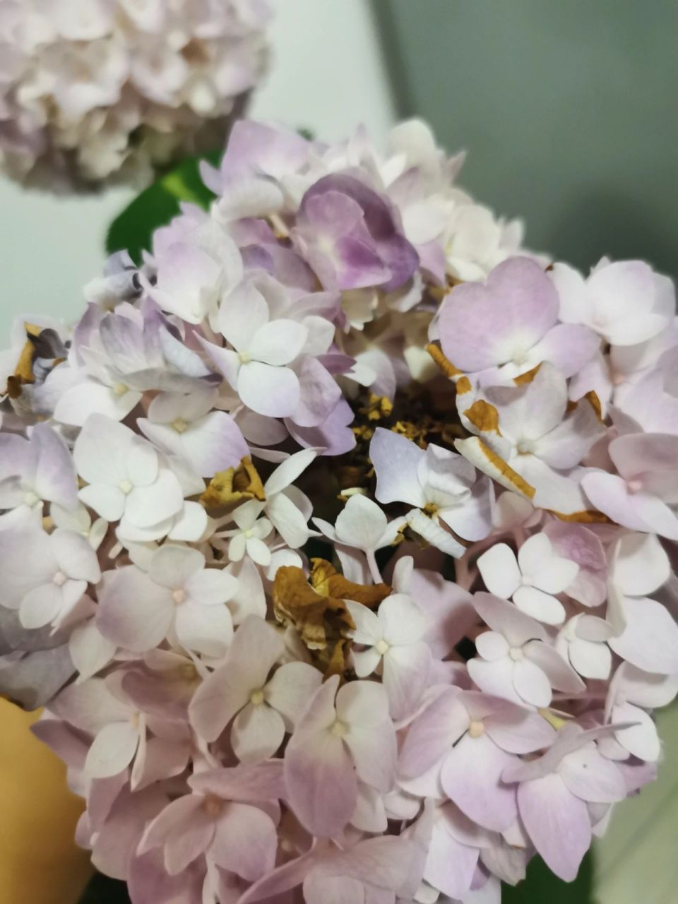 绣球花个别花瓣出现黄色干枯边缘 第十七天,今天下班发现绣球花个别
