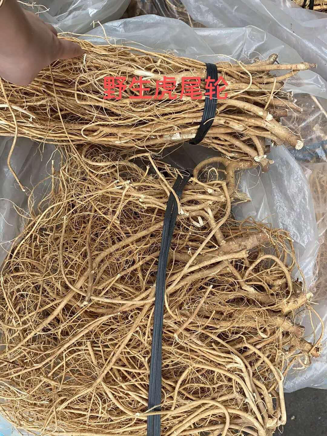 野生虎尾轮 野生虎尾轮,消积健脾,开胃化食,滋阴益气,提神醒脑,补肝肾