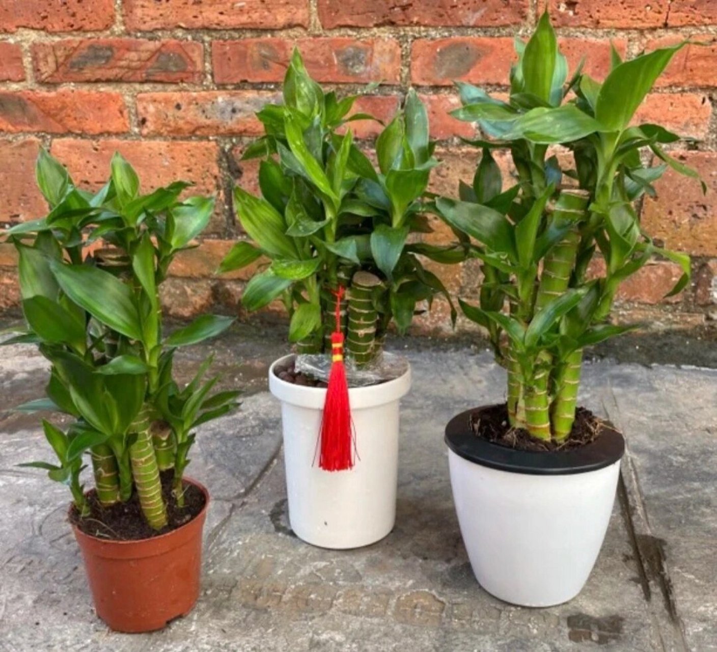 土培龙竹|不一样的小盆栽 见过的富贵竹都是养在水里的,其实也可以土