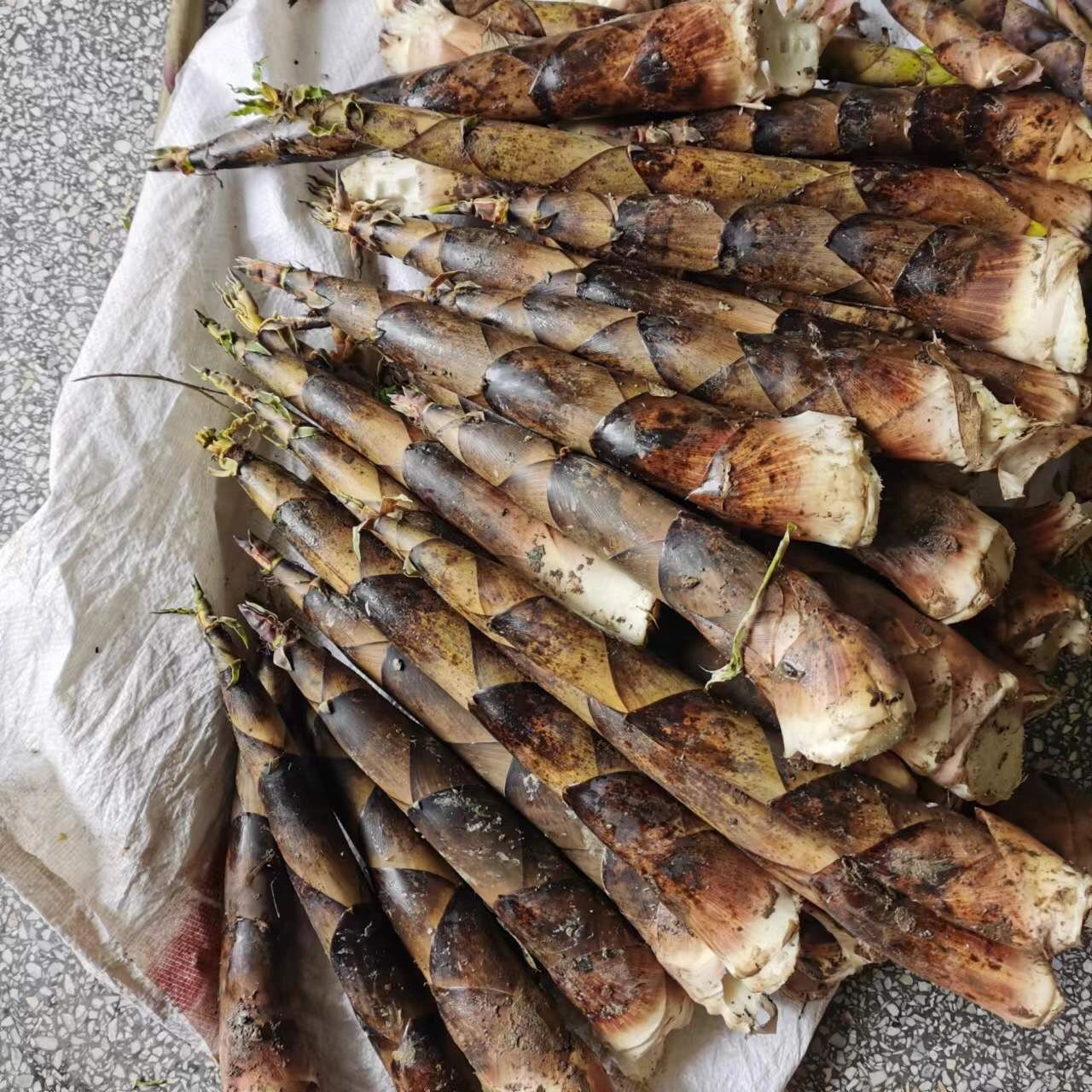 临安羊毛笋22元5斤包邮～(4.