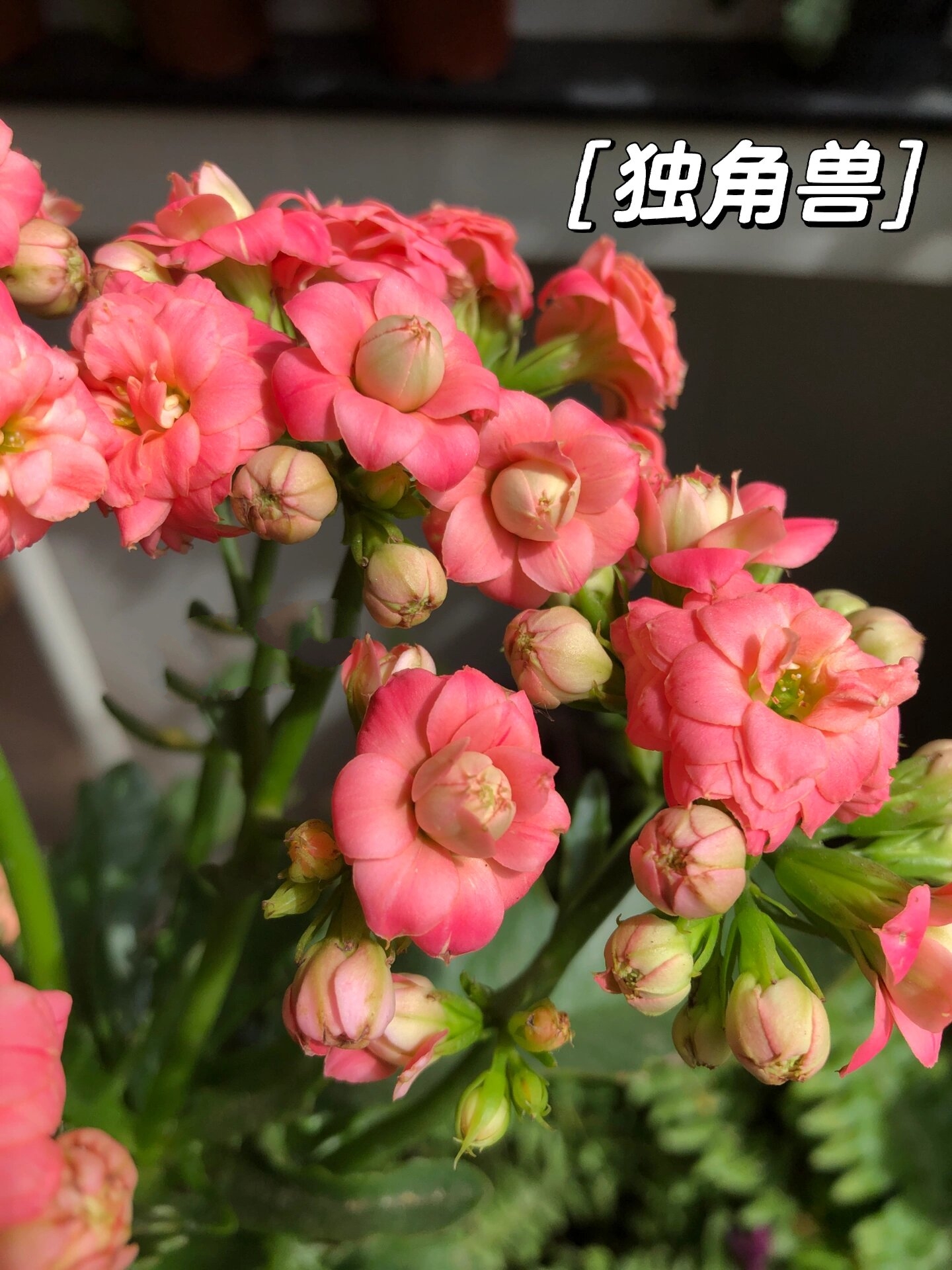 长寿花分享(50)~独角兽