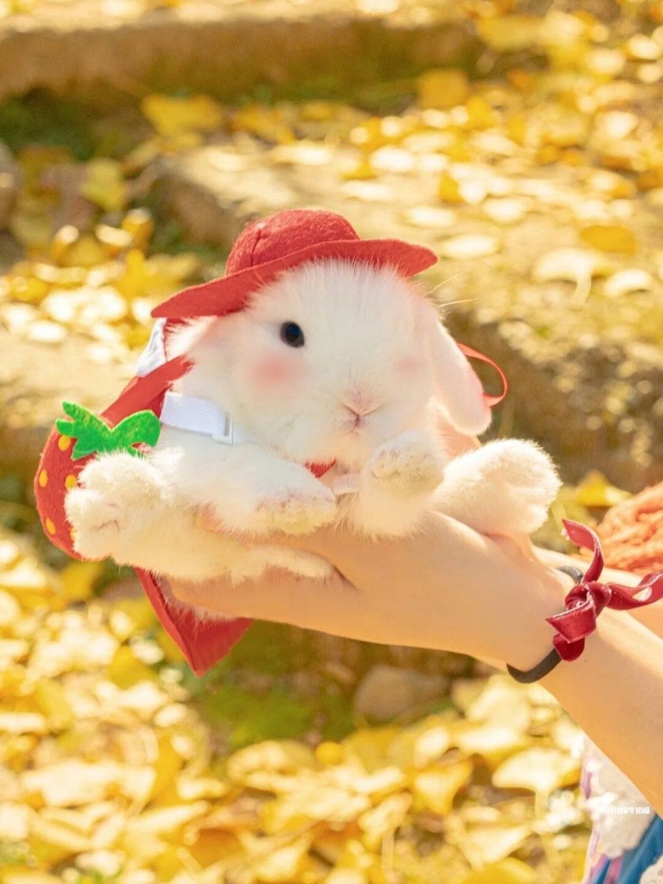 网上找的小兔子图片真是太可爱了 微信搜索随机找的 不做商用 侵权