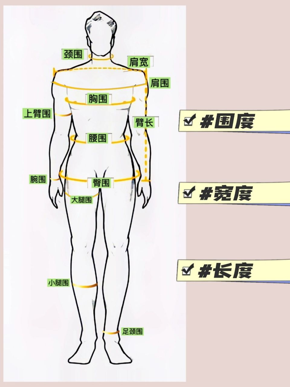 人体测量示意图图片