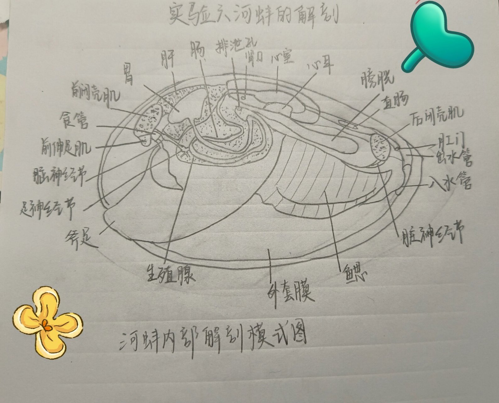 河蚌的内部解剖图 学生物的看过来啦!河蚌解剖作业在这里
