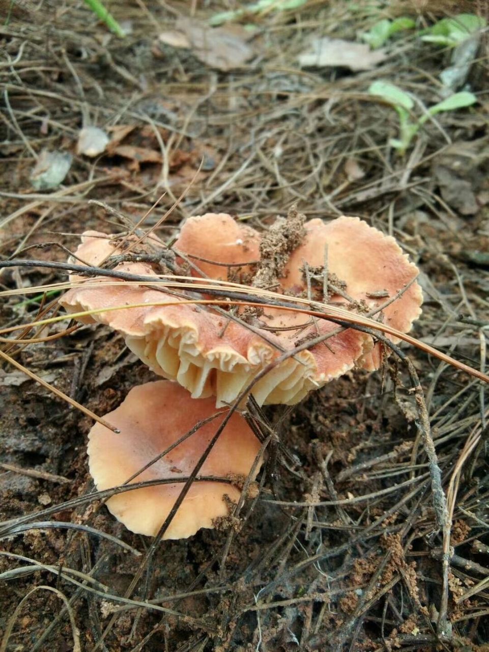 云南野生菌——奶浆菌和青头菌
