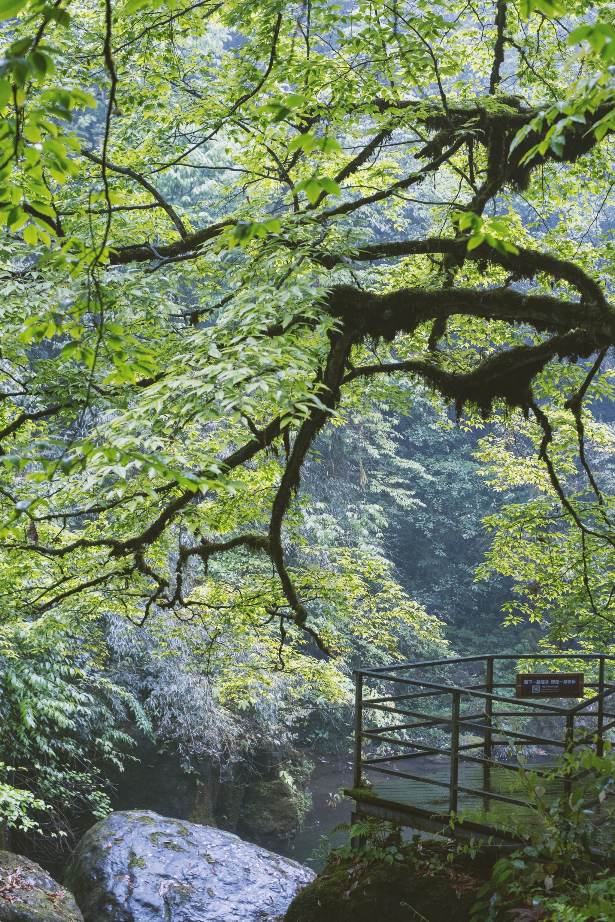 五一假期去龙苍沟看鸽子花