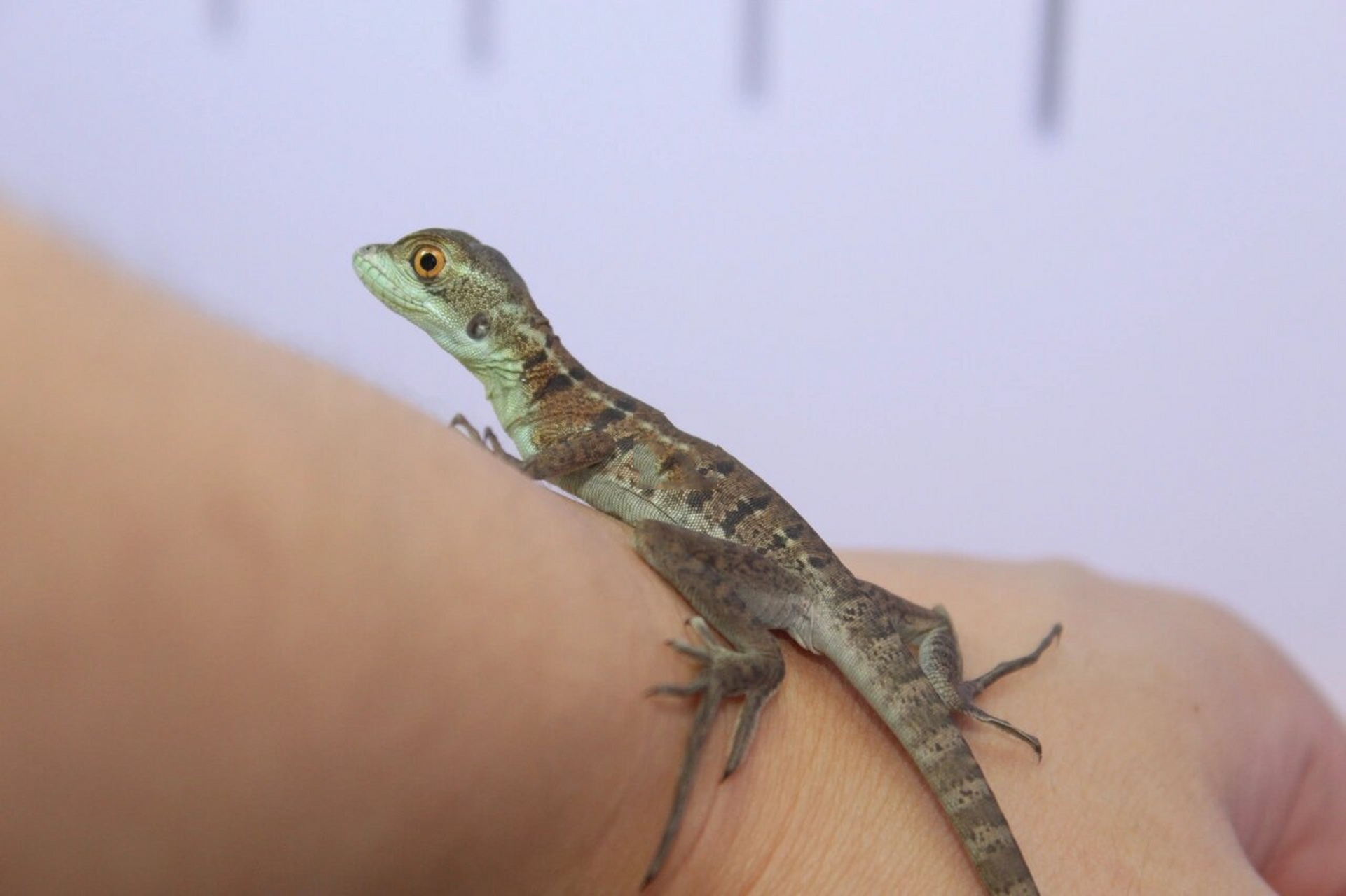 双冠蜥 期待成体的样子