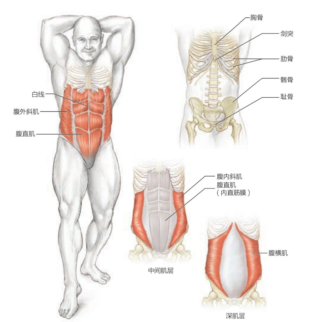 腹肌种类图片图片