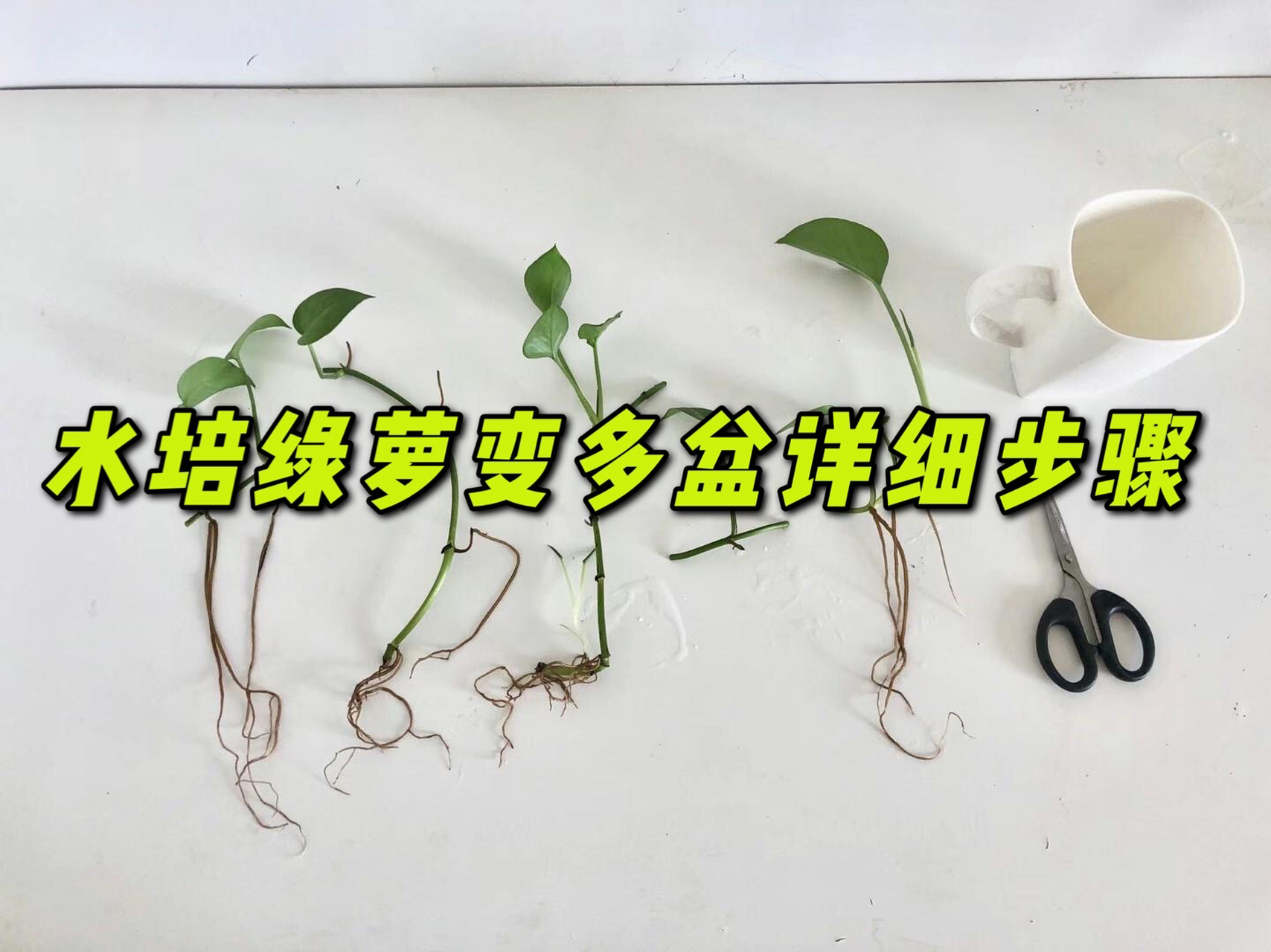 【详细教程】怎么让水培绿萝变多盆?
