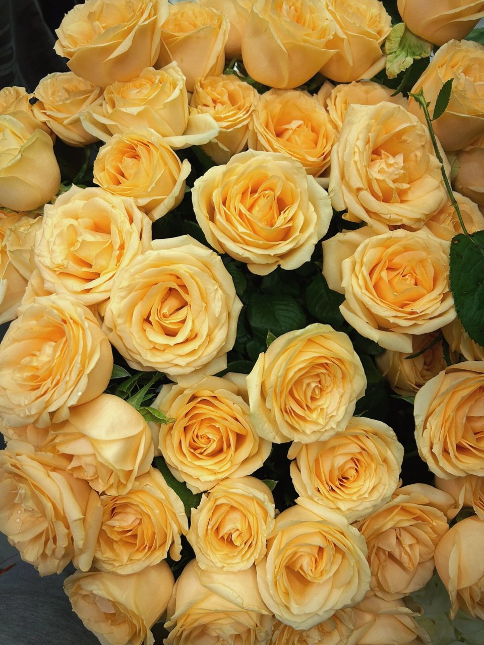 香槟玫瑰花语是——?