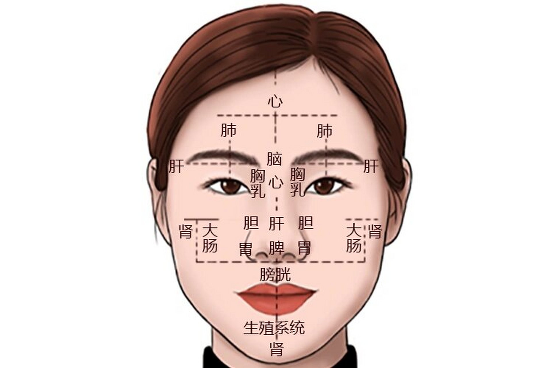 脸部对应的五脏六腑 脸部对应的五脏六腑中最常见的是,额部对应心,鼻